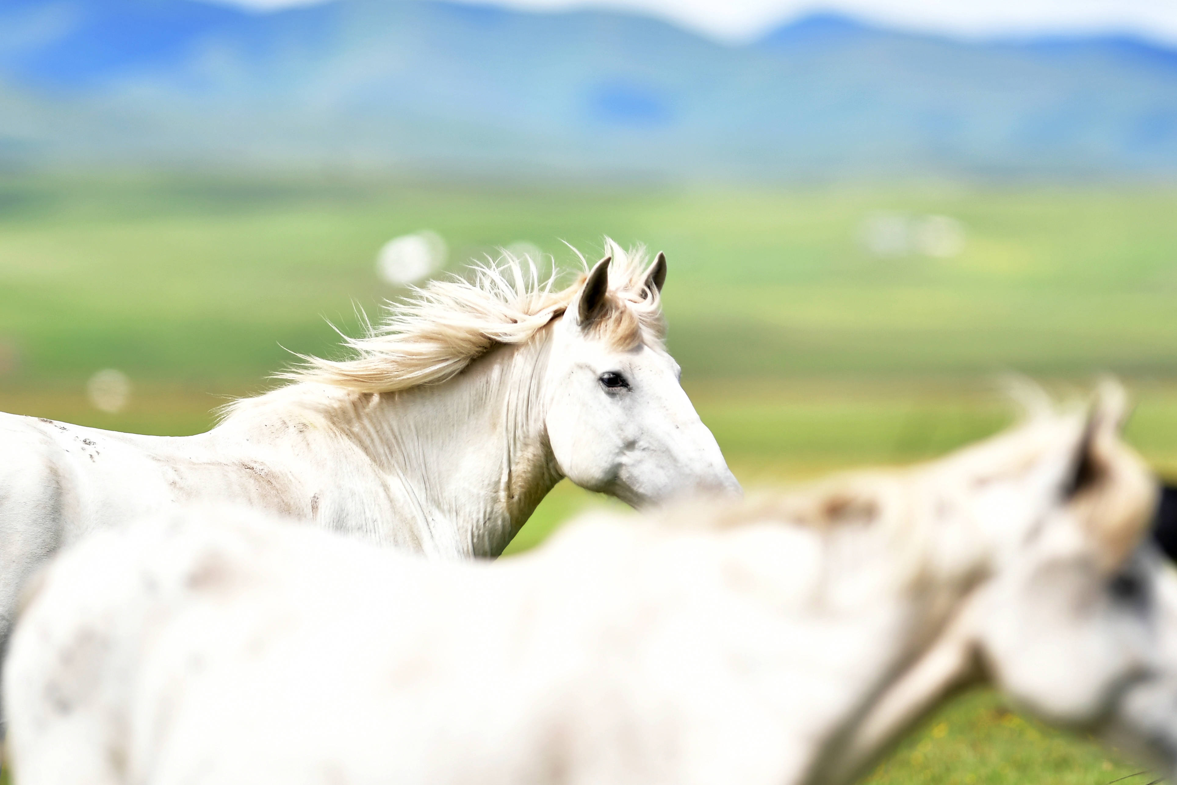 盛夏草原 骏马驰骋