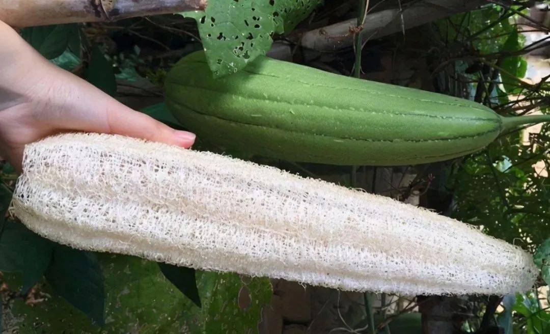 在农村丝瓜越老越"值钱",别只用来洗碗,这用途年轻人都不懂