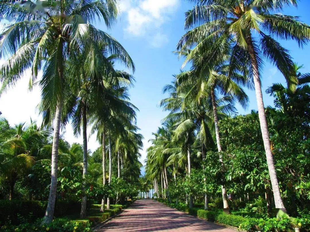 興隆熱帶植物園,位於萬寧市興隆旅遊區,佔地600多畝,植物3200多種,屬