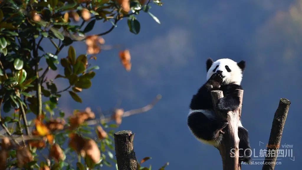 带你从60万米高空"瞰"_大熊猫栖息地