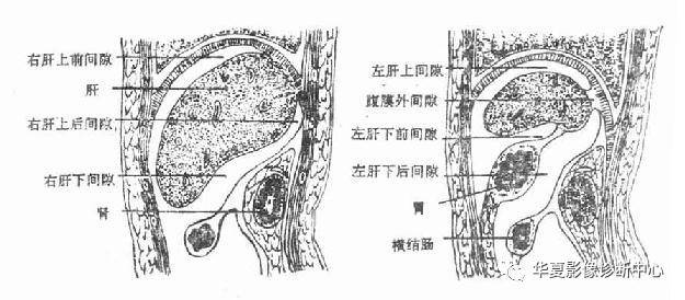 腹膜和腹膜腔解剖_韧带