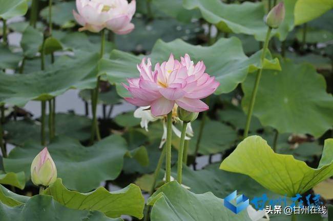 张掖甘州：映日荷花别样红 盛夏赏荷正当时