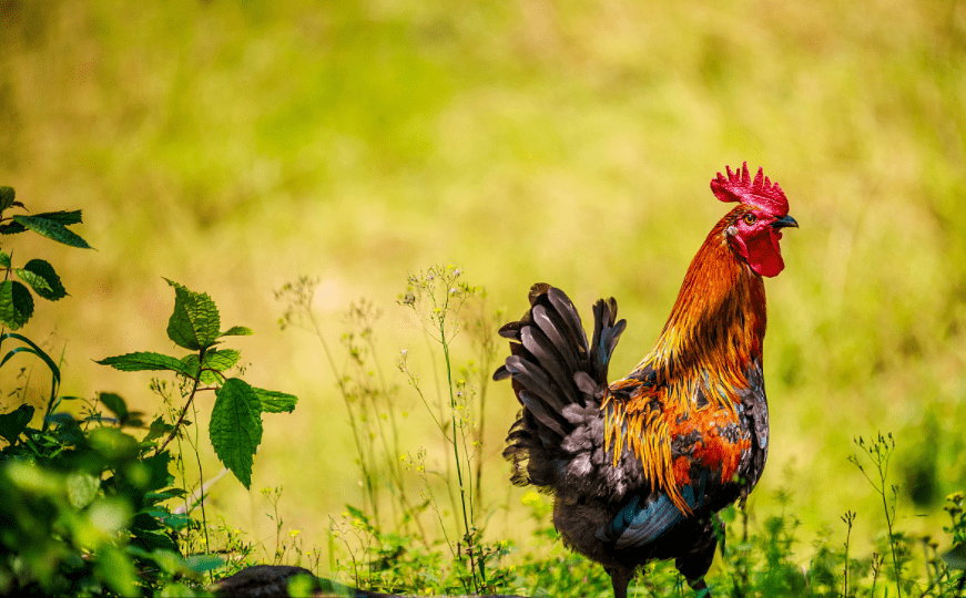 "头伏鸡,二伏狗,三伏甲鱼无处走",啥意思?三伏天吃什么?