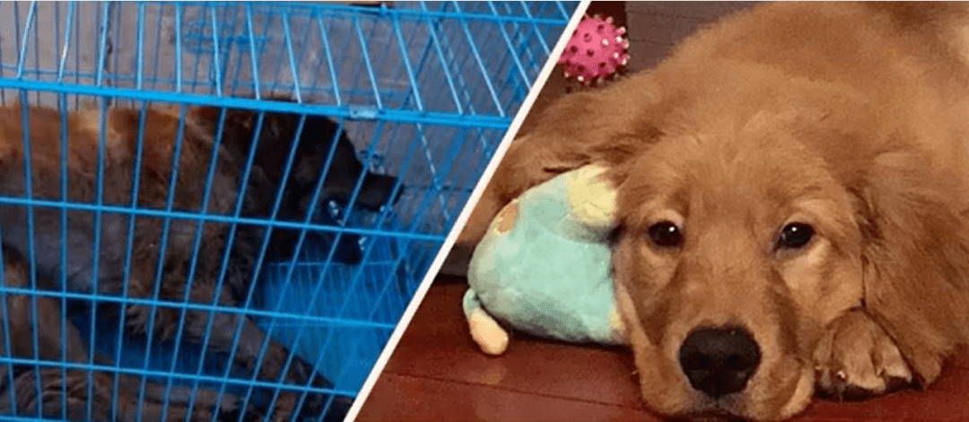 昨晚,一只名叫siri的金毛在托运死亡过程中死亡的消息,瞬间冲上热搜.