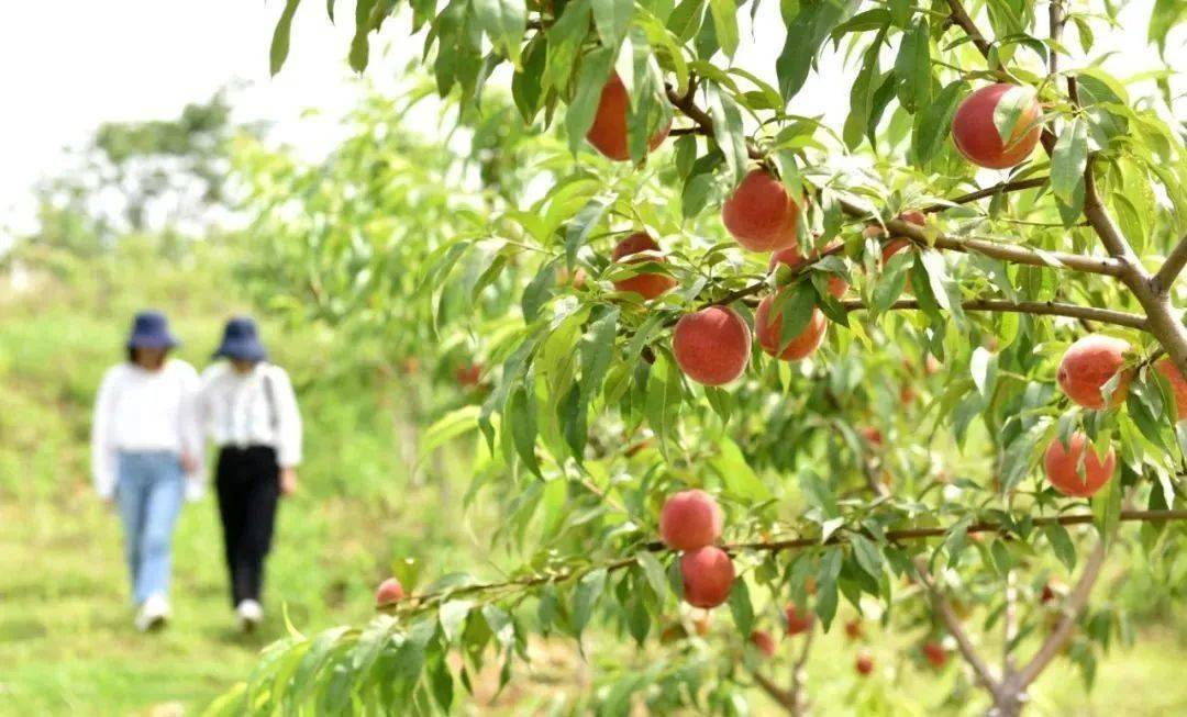 《安徽日報》聚焦巢湖:特色經果林,綠色