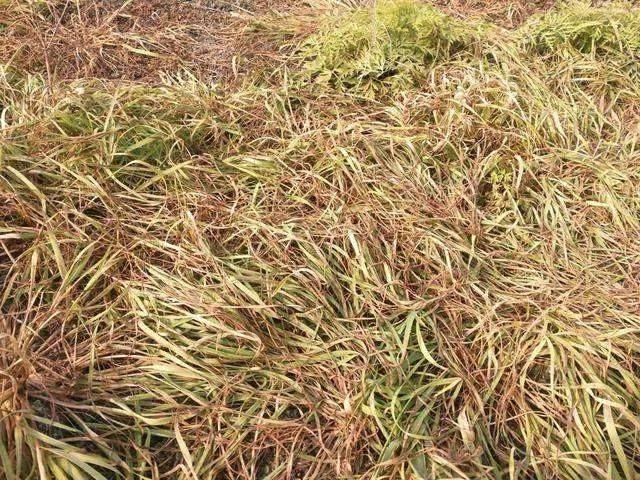 百草枯退市,這個藥將扛起除草大任,除草快,死草徹底,價格便宜