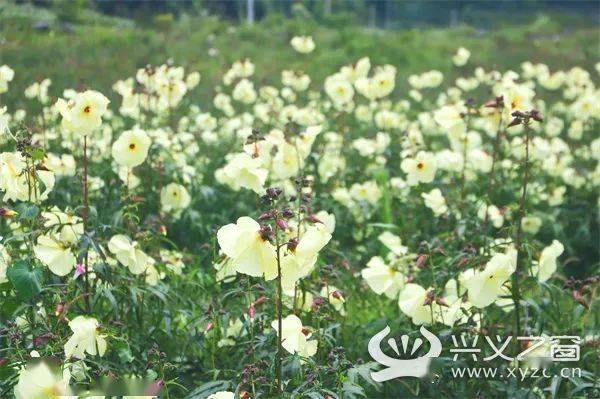 淡黄色花朵竞相绽放 安龙县黄蜀葵迎来丰收 种植