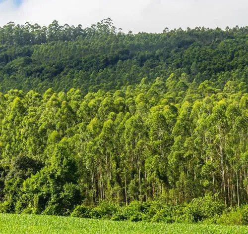 癌症|总是咳嗽、咽喉肿痛、有痰难咳尽？给肺部做个清洁，自由深呼吸！