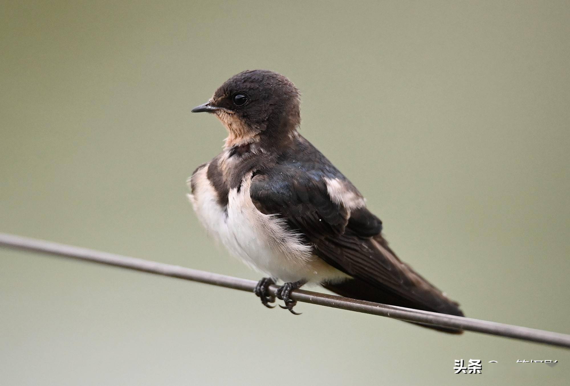 铁线上,一只小燕子卖萌
