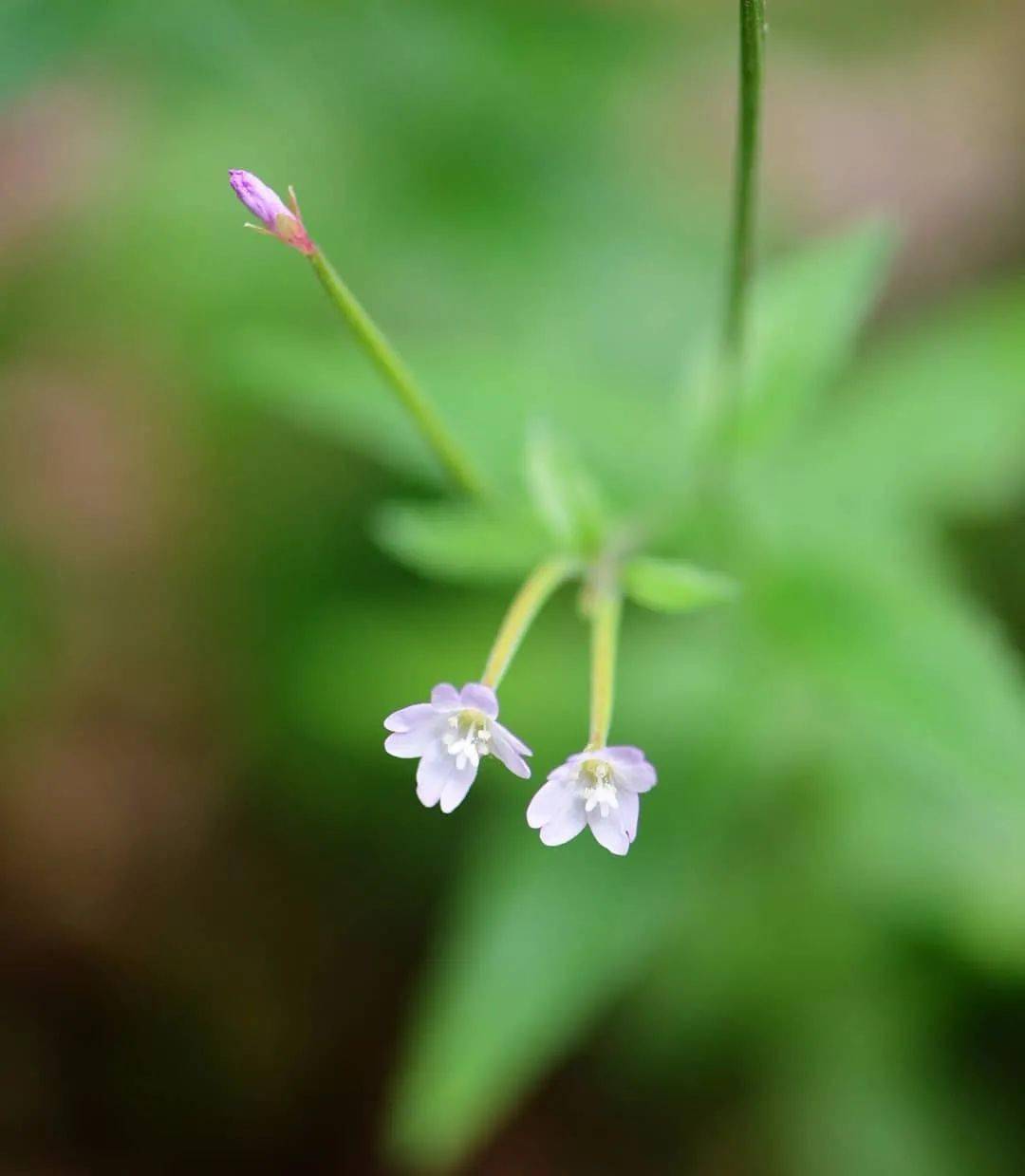 乡间野花