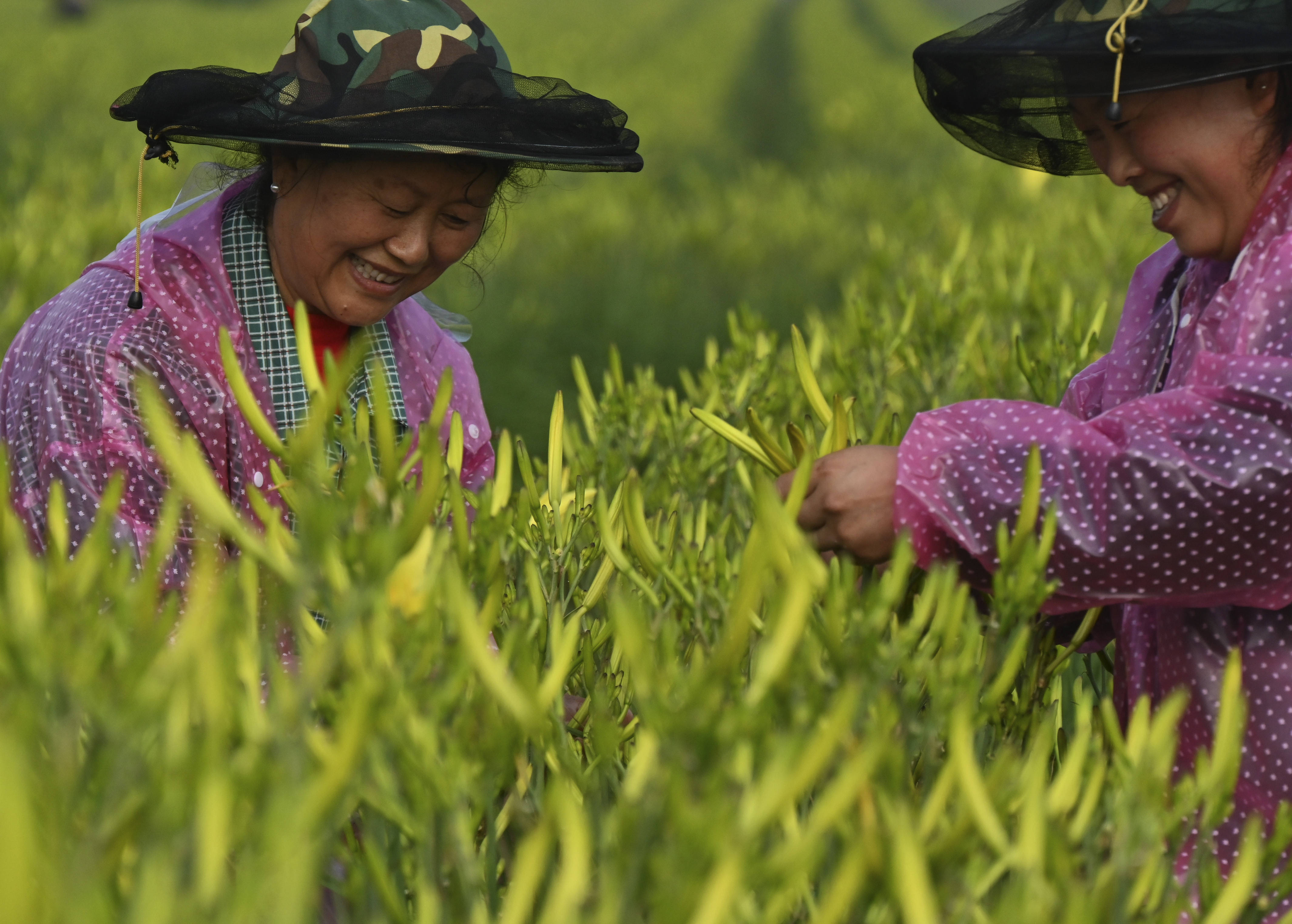 7月17日,大同市云州区西坪镇贺店村村民在采摘黄花.