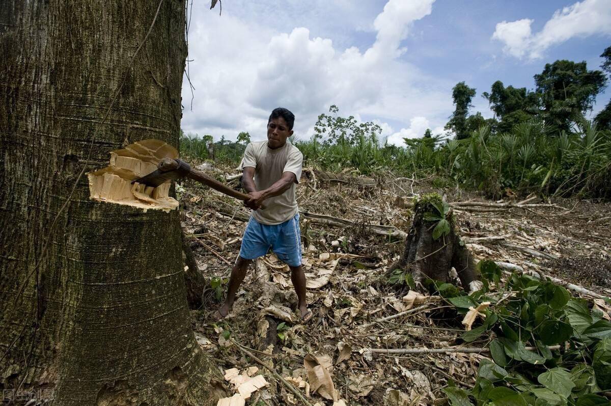 一年2.3万起火灾，巴西雨林又遭滥伐，“地球之肺”到底怎么了？