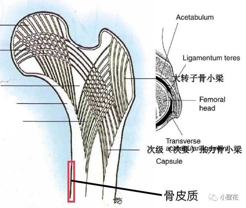 骨小梁 图解图片