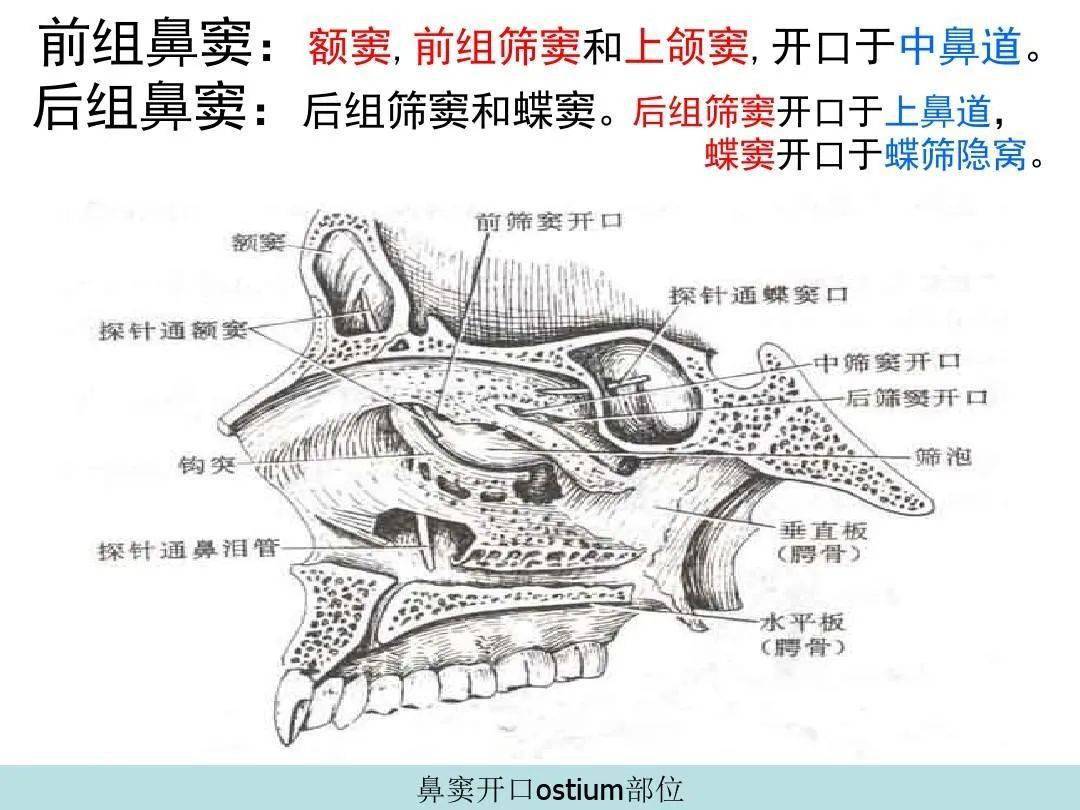 副鼻窦断层解剖图片