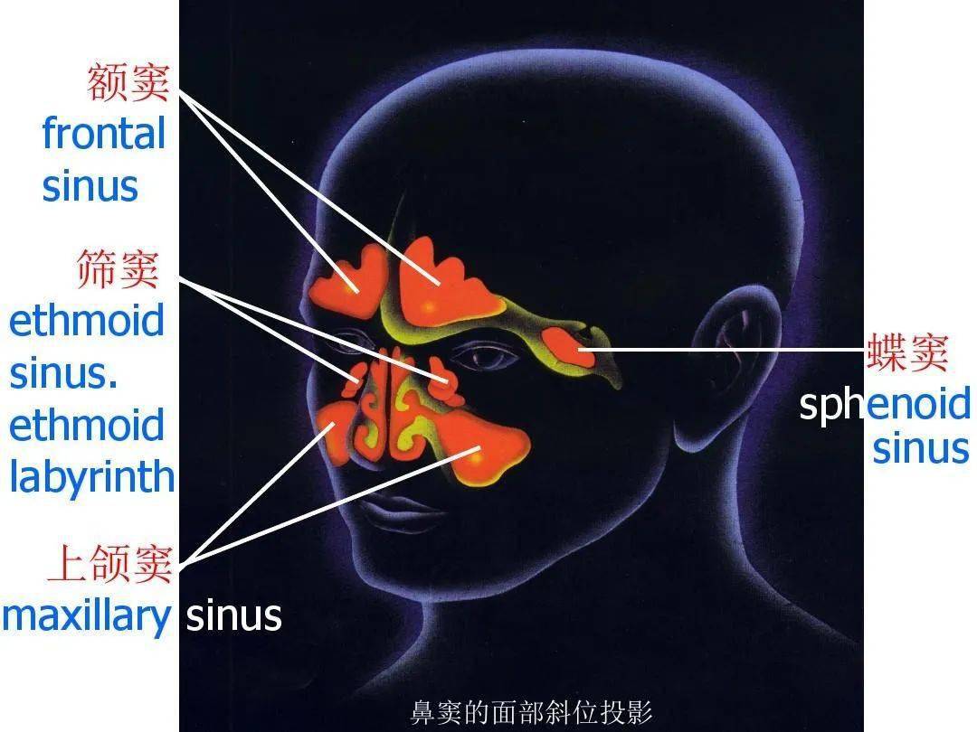 鼻及副鼻窦影像解剖