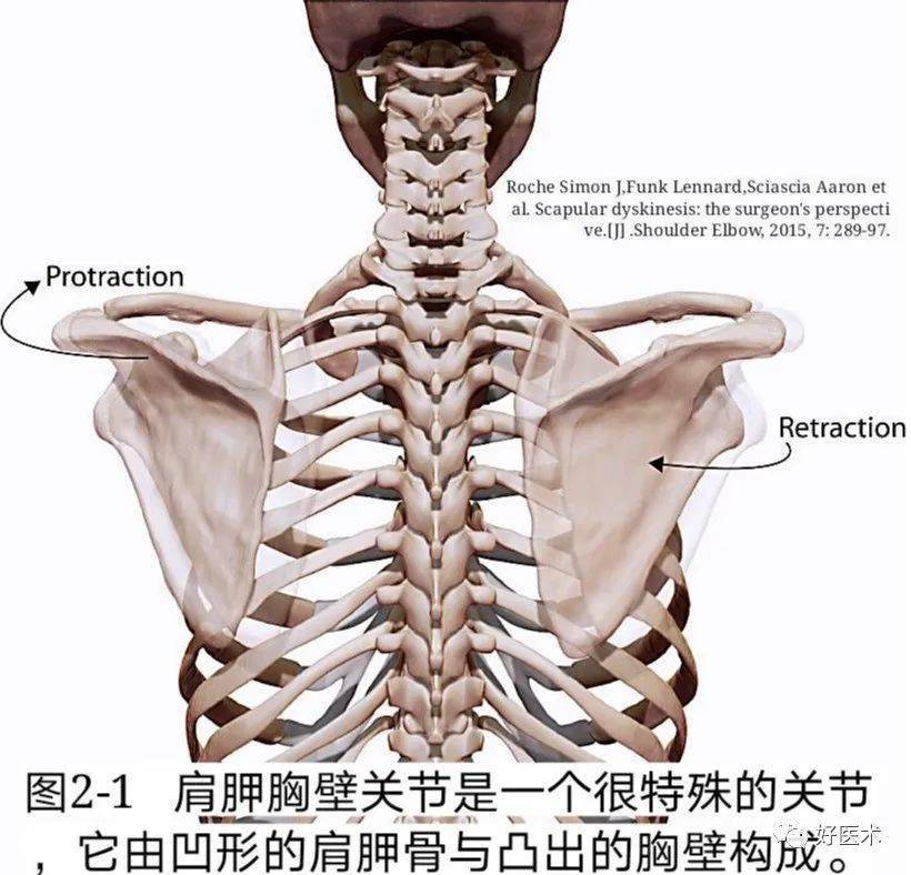 肩胛骨是一块大而平的三角形骨