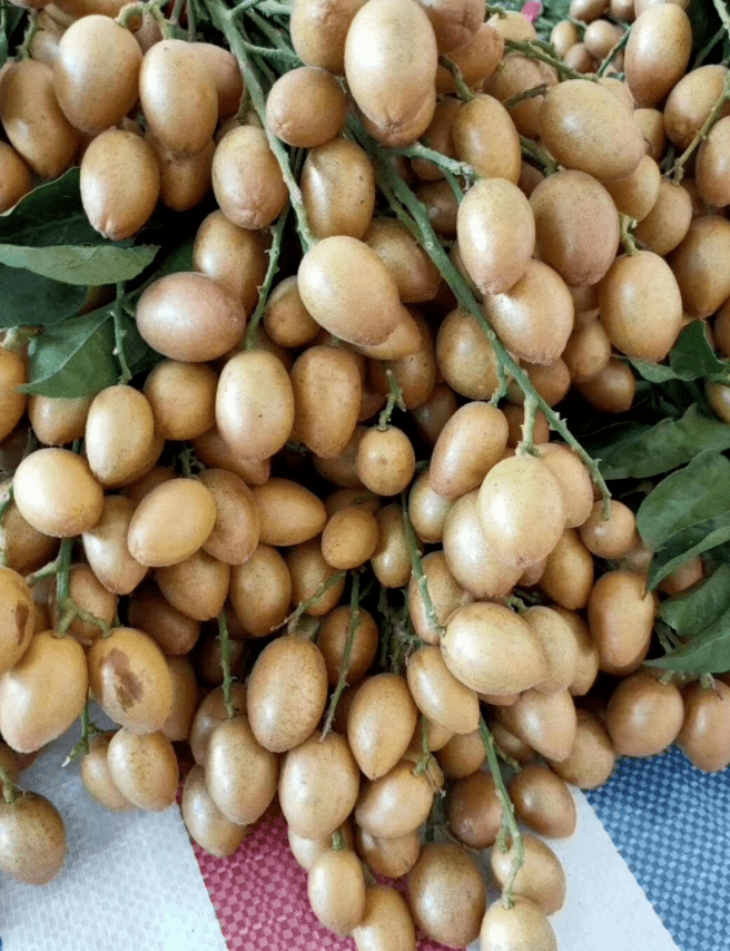 【鸡心黄皮】郁南宝珠镇时令水果爽甜鸡心黄皮,原生态种植,当天新鲜