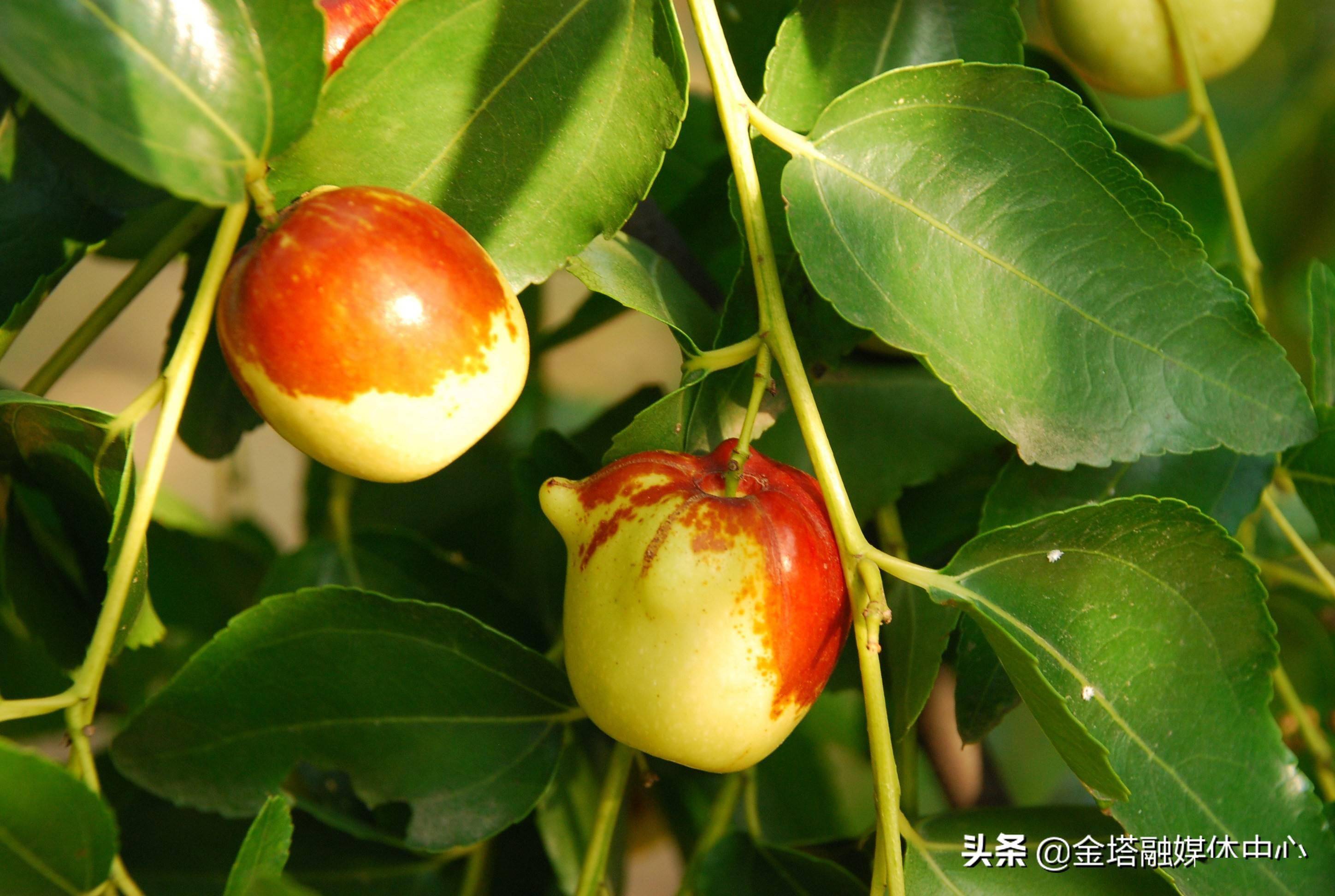 百科知识山东德州乐陵市茶壶枣