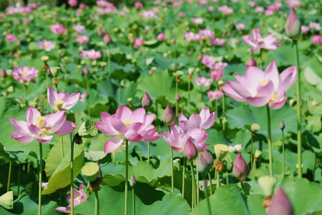 夏思斯 摄 瑞安 在马屿镇儒阳村的荷塘里,嫩红的荷花点缀在一大片