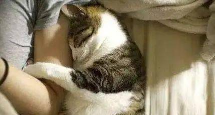 faaa511ca68c48b18e85cc8fd7c68e4e.jpeg
