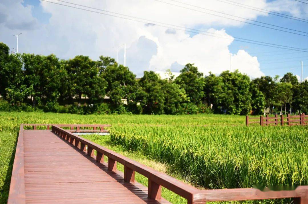 东莞这片"网红水稻"即将成熟,打卡走起!_稻田