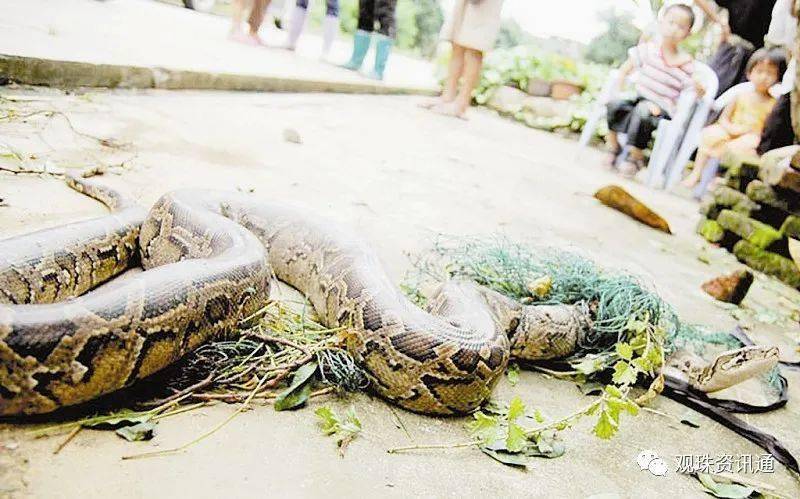 蟒蛇再出山同一日分别闯入林头观珠村民家消防员紧急出动
