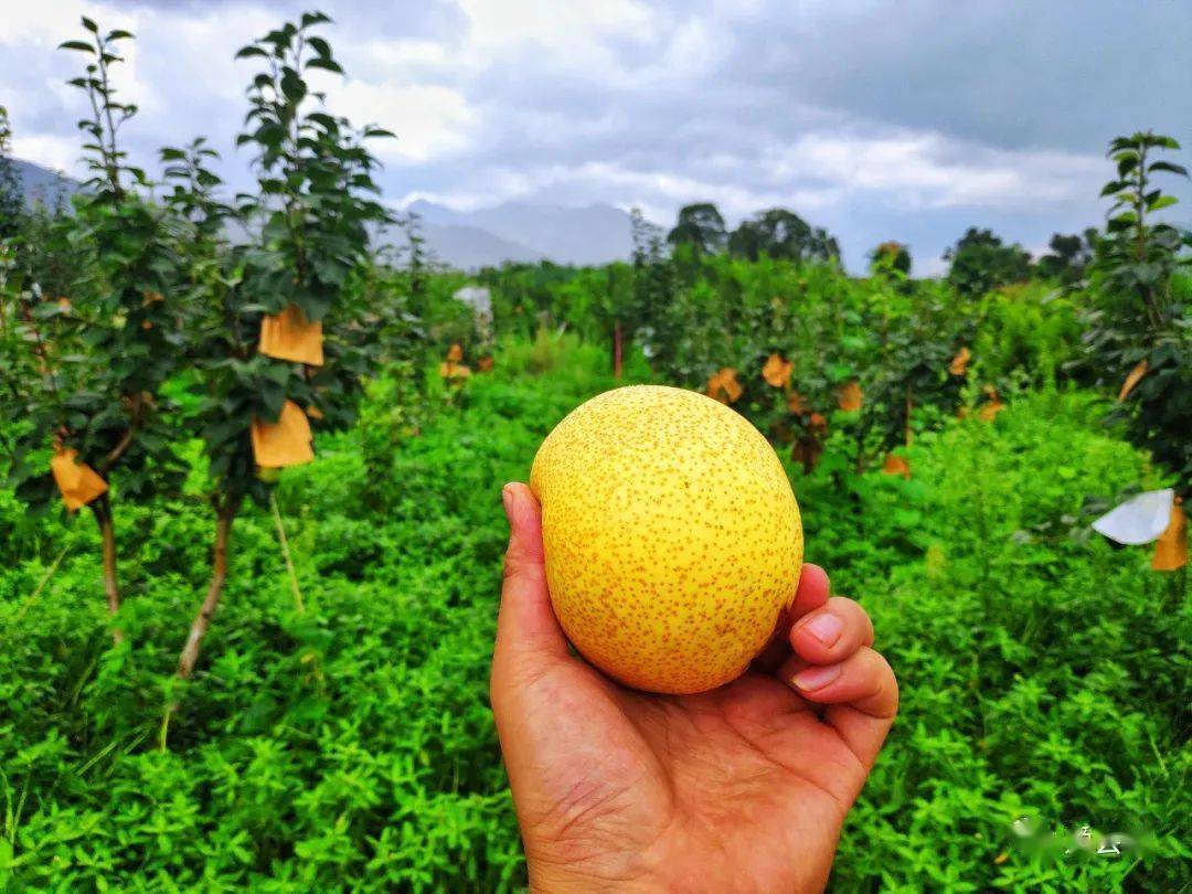 生活就得给点梨会理三元村金岩黄皮梨你值得拥有