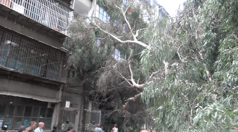 20米高大树倒塌压民房树冠戳进房内攀枝花消防紧急救援