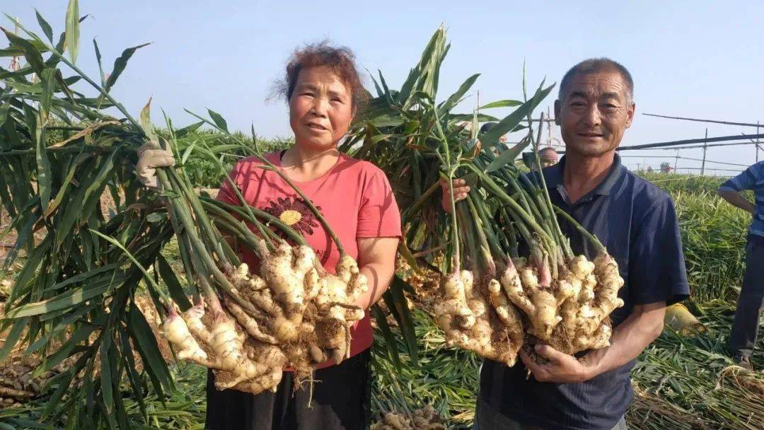 連續兩年水洗鮮姜畝產2萬斤種植攻關成功的王大偉老師,激動地給我講了