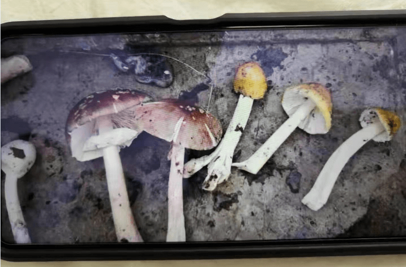 毒素|小心！大连一家五口吃野蘑菇后两人住进ICU