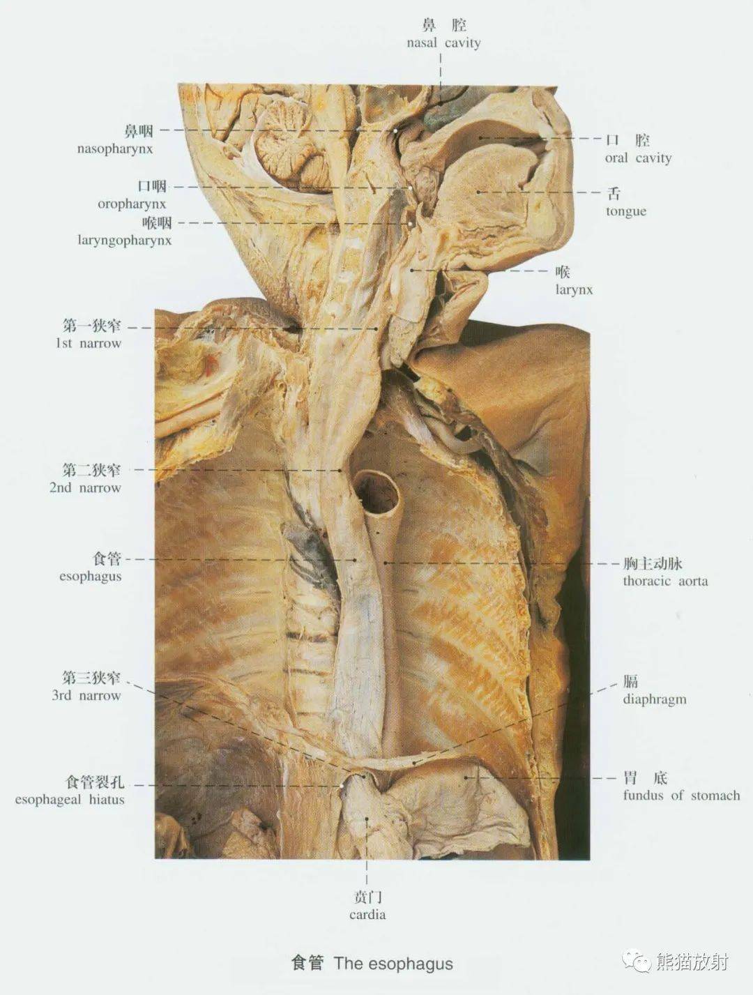 系统解剖标本图谱丨消化系统