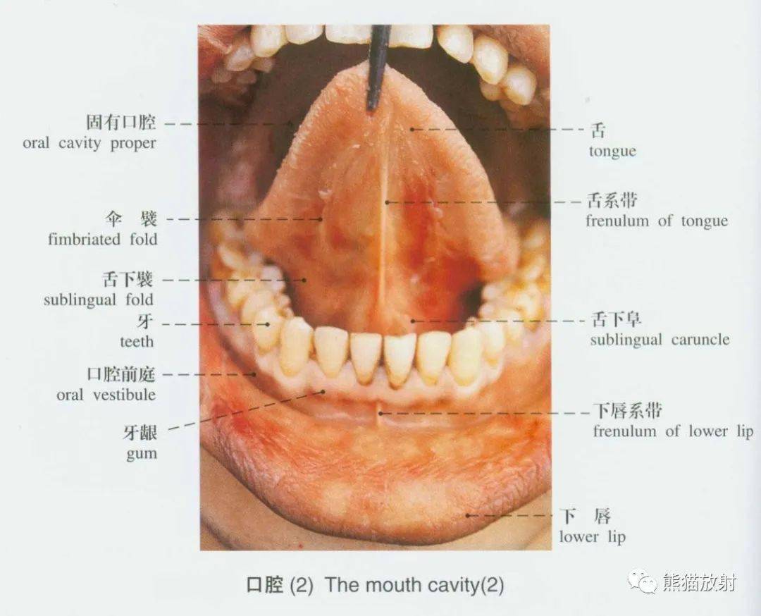 系統解剖標本圖譜丨消化系統