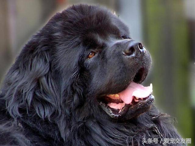 游泳高手甜蜜可爱的纽芬兰犬拉出去都说是藏獒