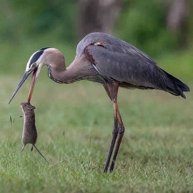 32张活久见的照片大开眼界
