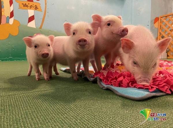 日本迷你猪咖啡馆治愈心灵