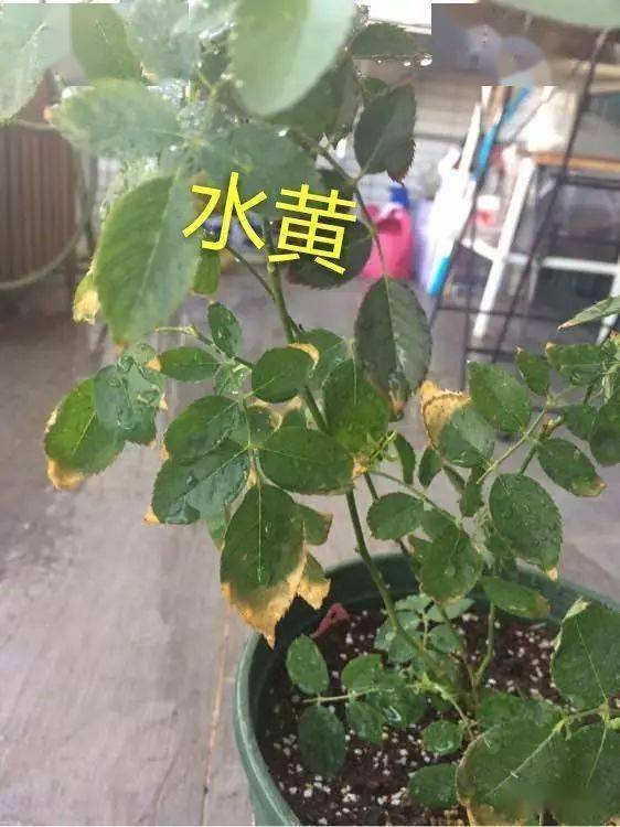 月季移盆后叶子发黄枯萎 155fc467eccb40dab509850ca7717bbe.jpeg