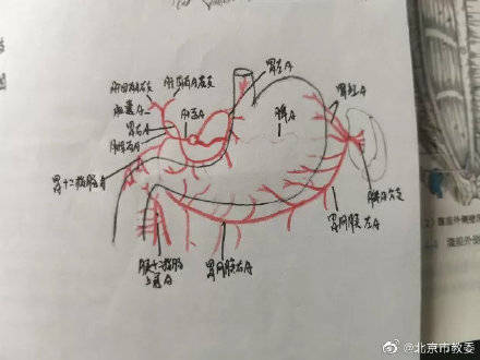 都说|学霸医学生画神仙笔记像印刷体
