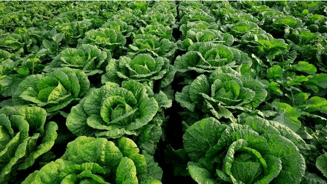 秋季种植白菜 需要注意哪些 防治