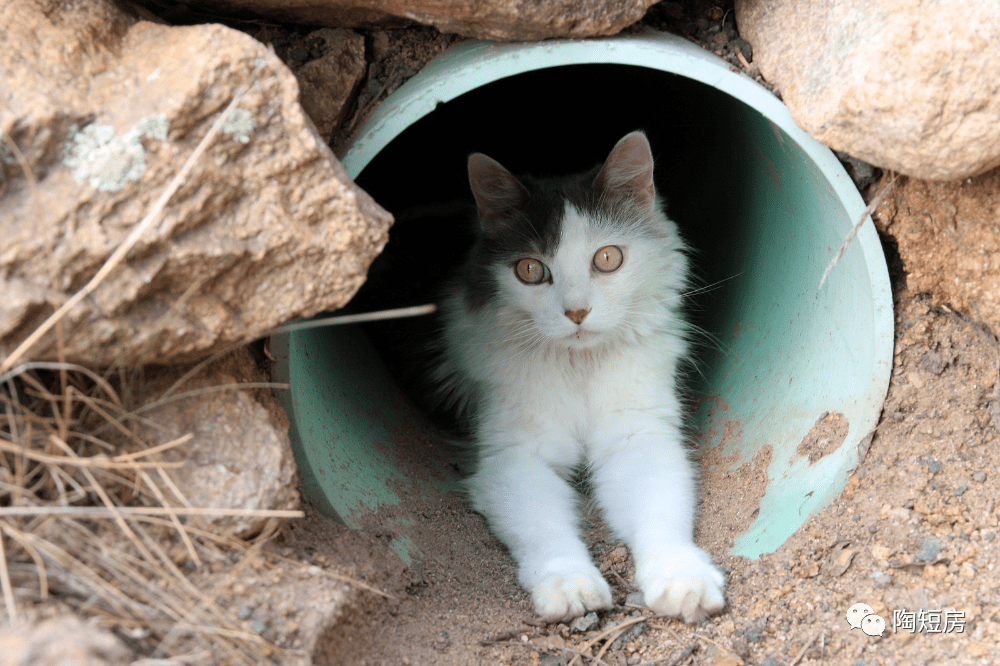 美德北溪2协议的赢家与输家