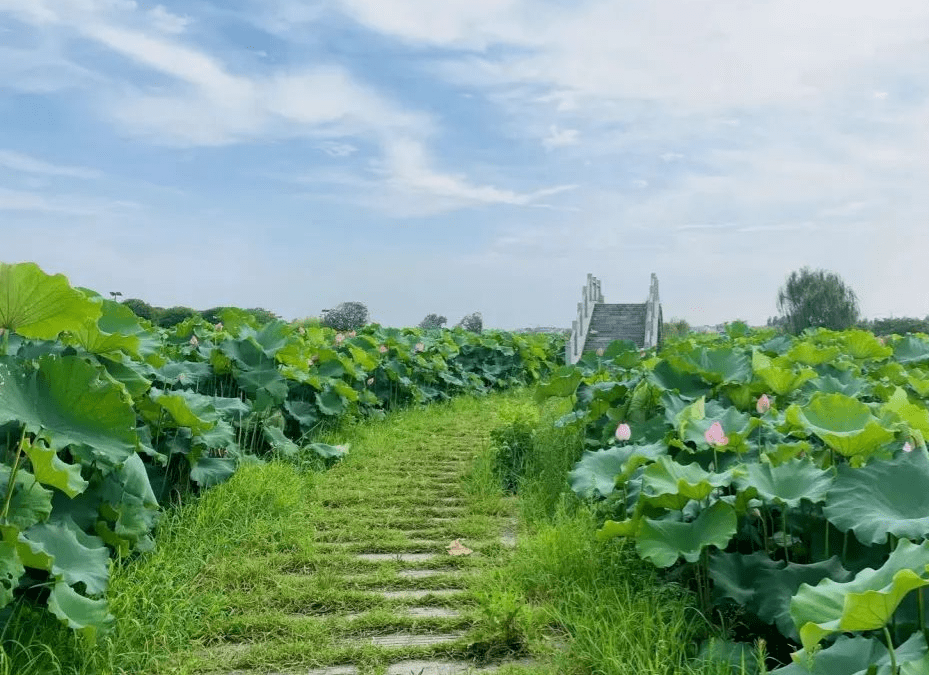 新洲吧图片