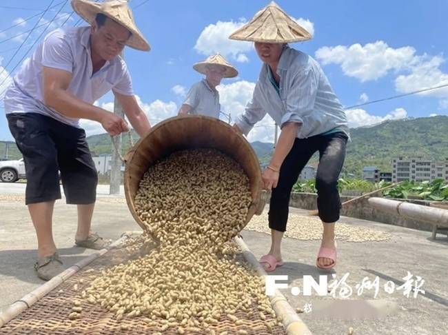 日前,在永泰县长庆镇中洋村,农户们正忙着采摘花生,再进行冲洗晾晒,田