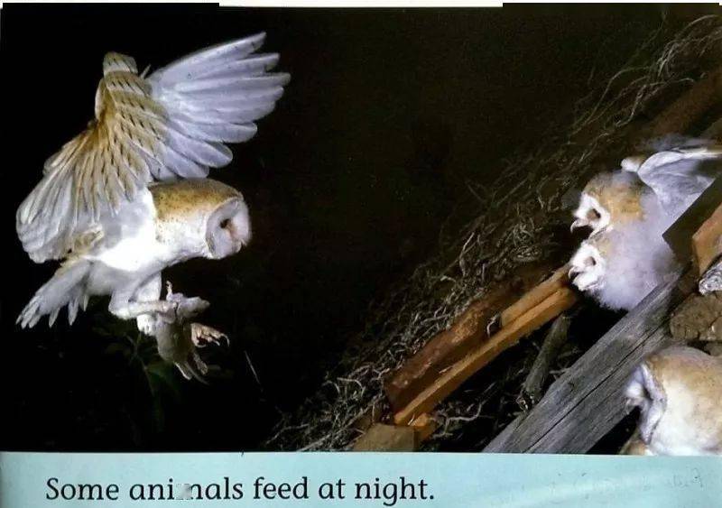 《night animals》今天,我们为大家带来的绘本故事是《night animals
