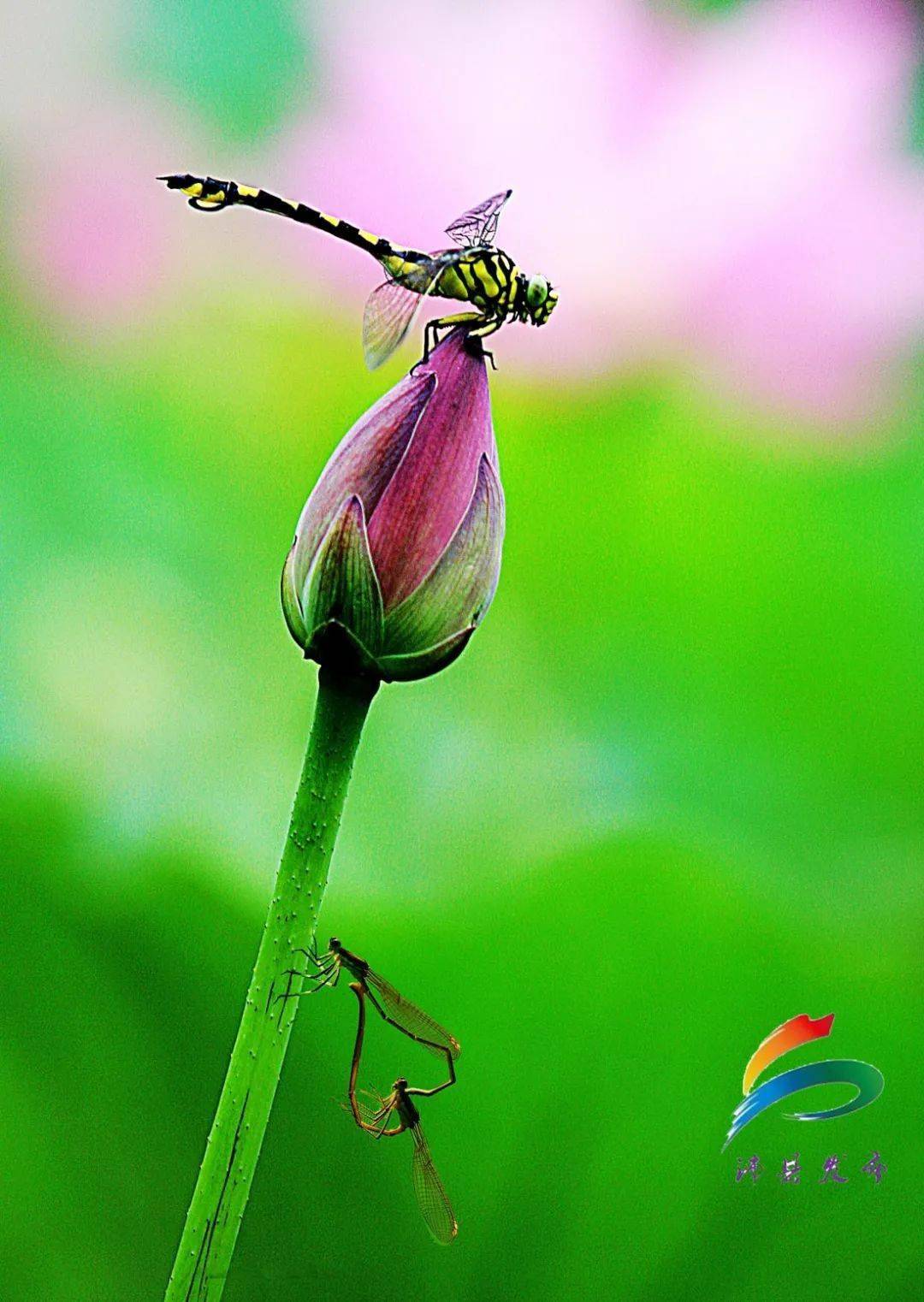 盛夏荷你相约看