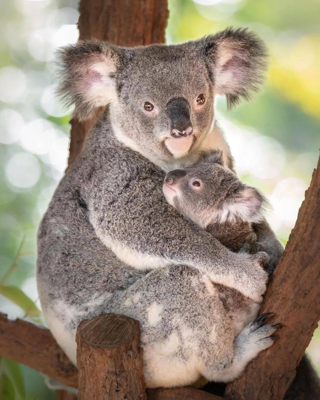 考拉koala尺度图片