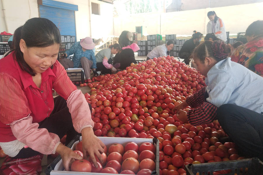 西红柿装箱(央广网发 通讯员徐毅摄)