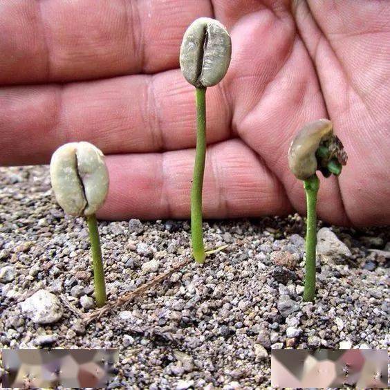 看完我想在家种棵咖啡树_幼苗