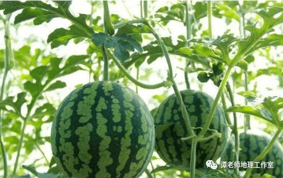 西瓜怎么分辨是熟的 bba44e4c73e3481b84bc6dfdf11ac42b.png