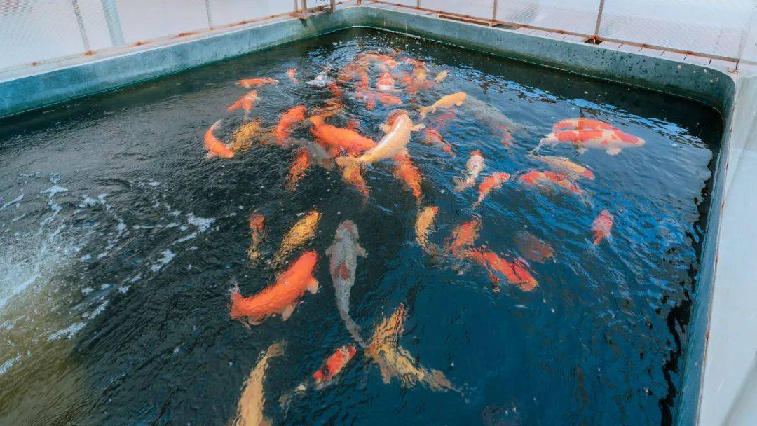 超过15年,于2016年进驻南海花卉博览园,是首批进驻里水的锦鲤养殖企业