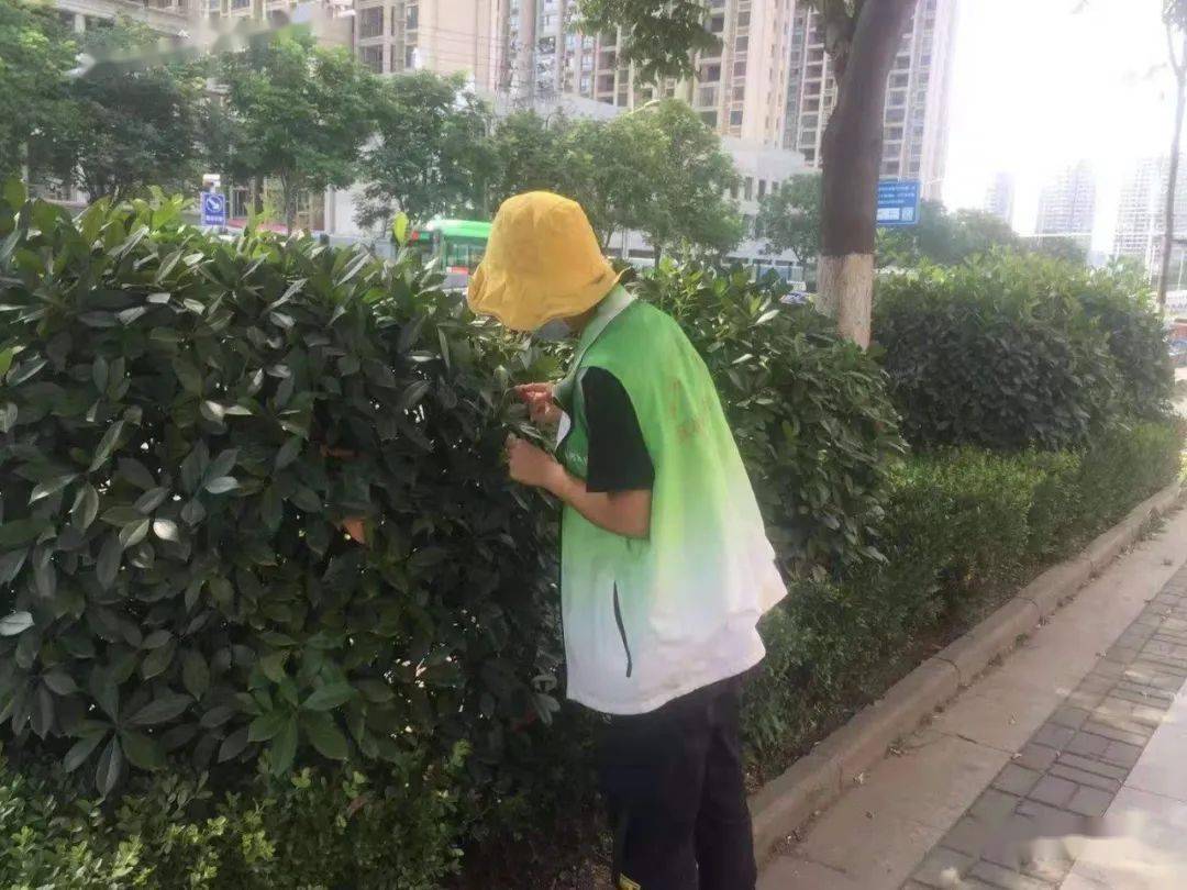 暴雨后园林医生为生病苗木把脉问诊