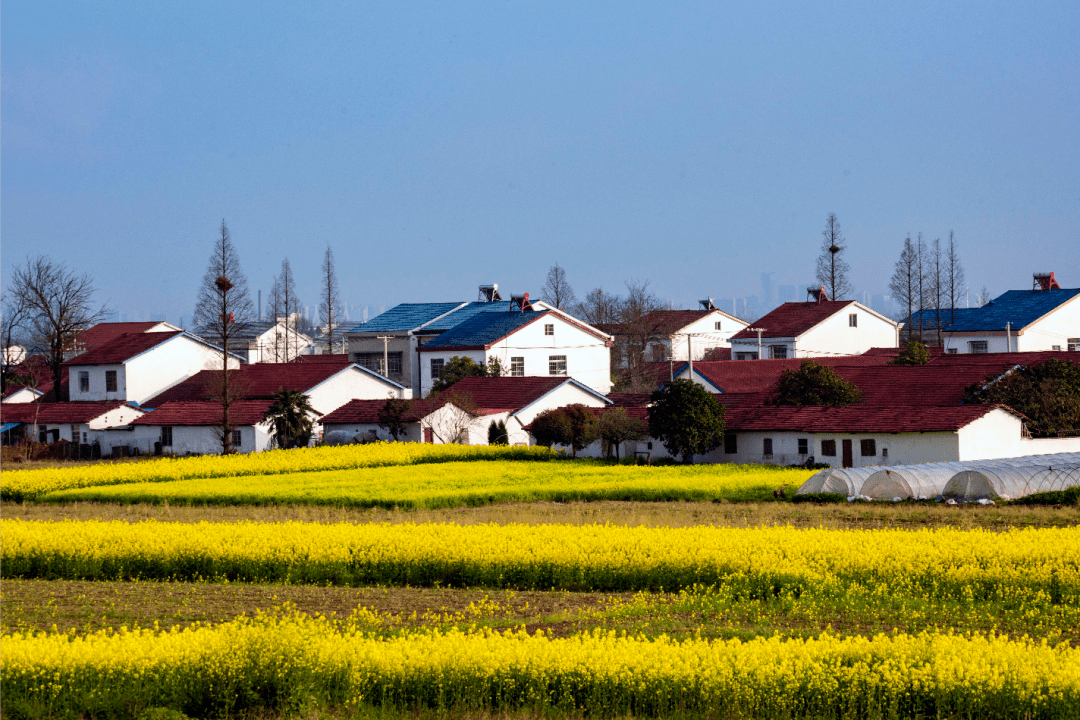 岳阳君山农场图片